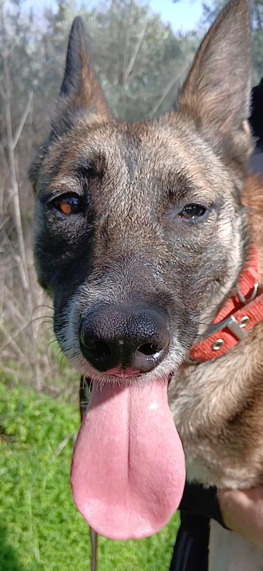 Kira, un'energica e dolcissima simil Malinois Foto 4
